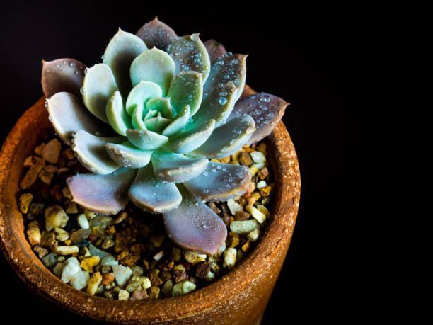 Succulent plant close-up Echeveria Orion in the earthen pot Earthenware pot and freshness leaves of Echeveria Orion in tiny light on black background, high contrast echeveria stock pictures, royalty-free photos & images