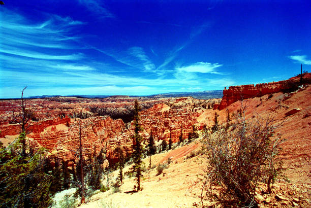 сша пейзажи - nevada desert landscape cactus стоковые фото и изображения