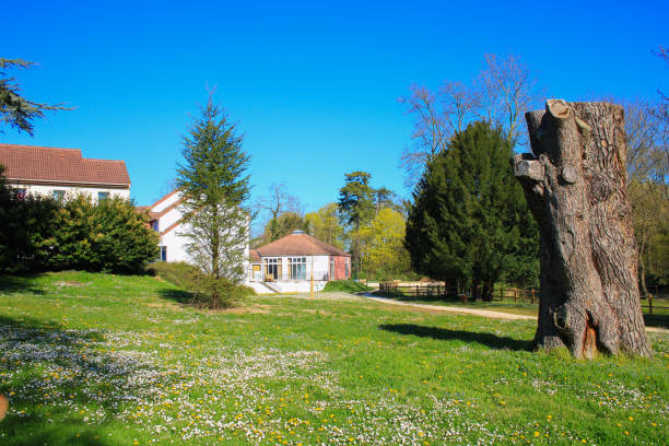 istock View of a wooded park in the springtime. 1216975846