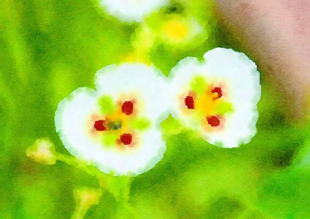 art watercolor of white flower