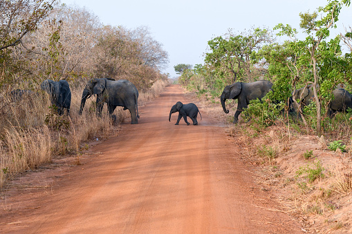 Africa, West Africa, Burkina Faso, Pô region, Nazinga national park. A herd of elephants crosses a dirt road.