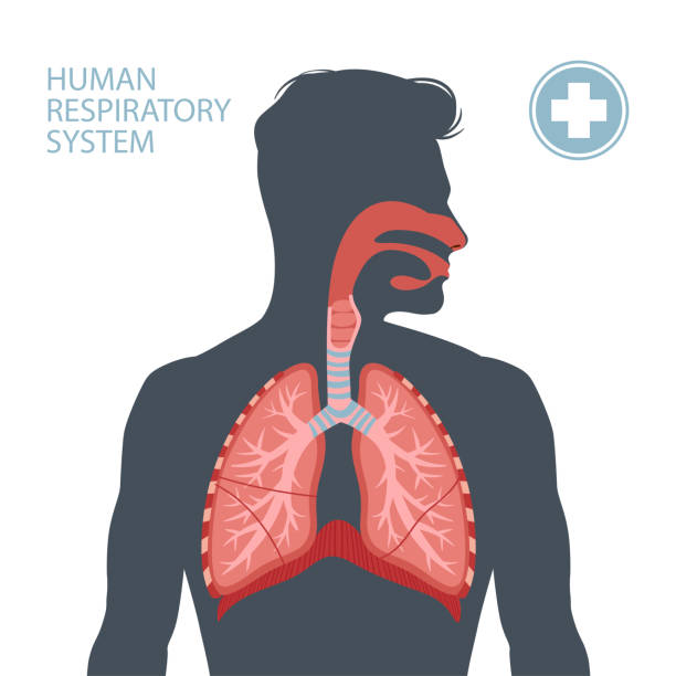 Human respiratory system Human respiratory system. Vector illustration lobe illustrations stock illustrations