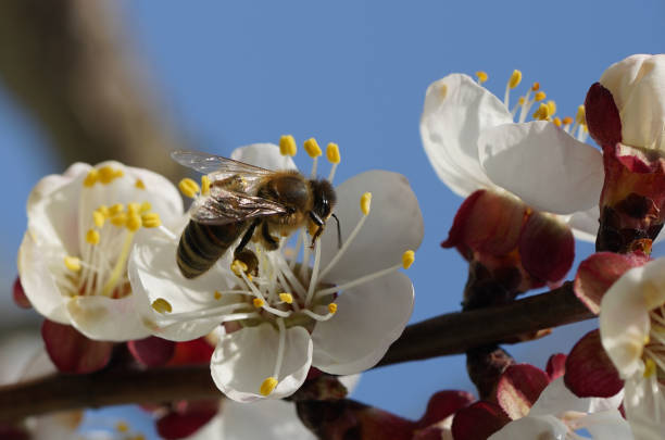 istock Close-up of bee on apricot blossom 1216978200