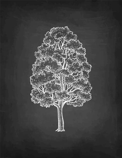 ilustrações, clipart, desenhos animados e ícones de esboço de giz de árvore de bordo. - maple leaf leaf autumn single object