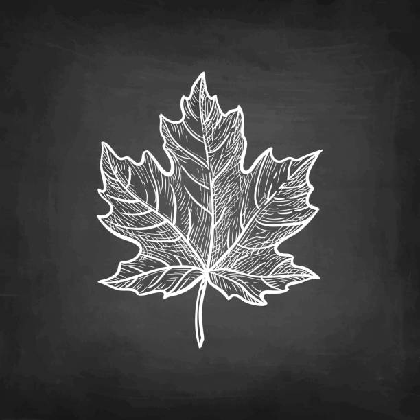 ilustrações, clipart, desenhos animados e ícones de esboço de giz de folha de bordo. - maple leaf leaf autumn single object