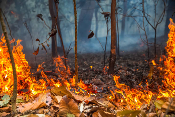 istock Rain forest fire disaster is burning caused by humans 1216979757