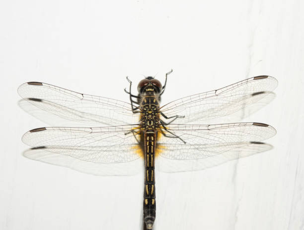 istock Blue Dasher, Pachydiplax longipennis 1216982008