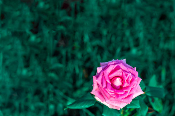 pink rose on a dark green background, greeting card with place for text