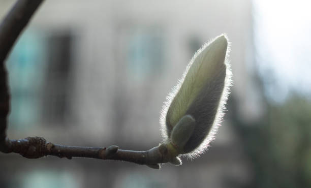 istock Spring has beautiful flowers and flower buds 1216982923