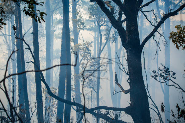 istock After rain forest fire disaster is burning caused by humans 1216984332