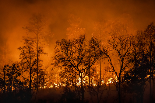 Rain forest fire disaster is burning caused by humans