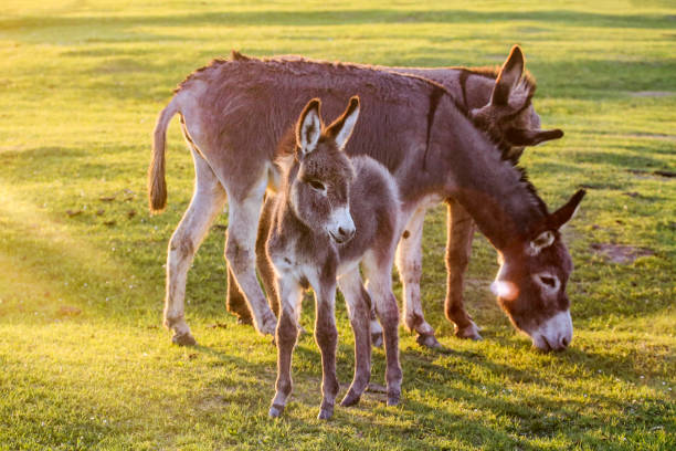 Donkey family in field eating grass.