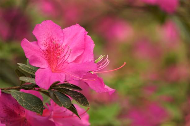 istock Azalea Flower Blooming in the Garden 1216985495