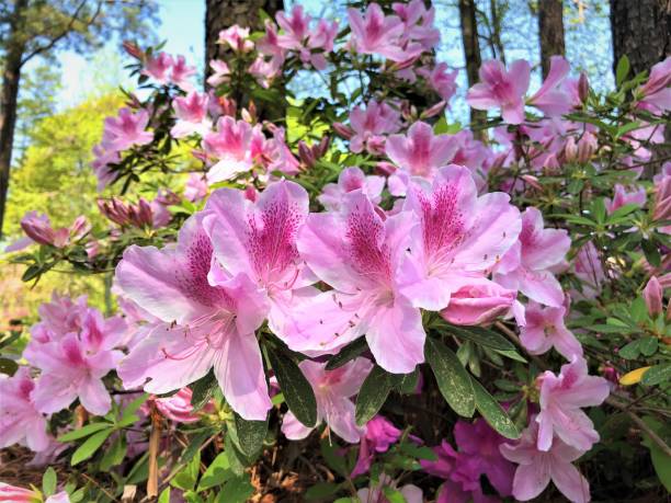 istock Azalea Flower Blooming in the Garden 1216985638