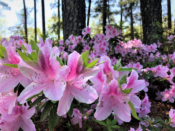 istock Azalea Flower Blooming in the Garden 1216985674