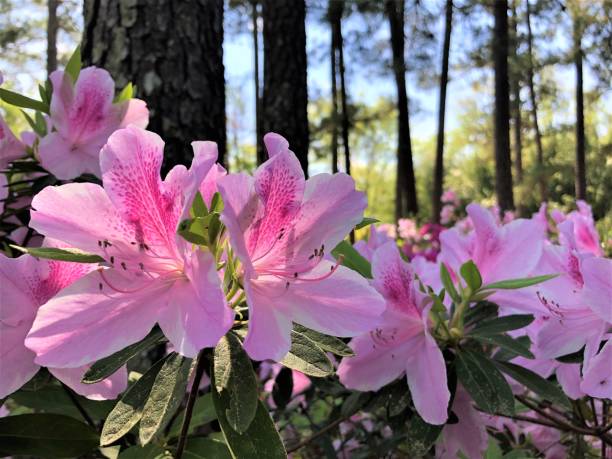 istock Azalea Flower Blooming in the Garden 1216985694