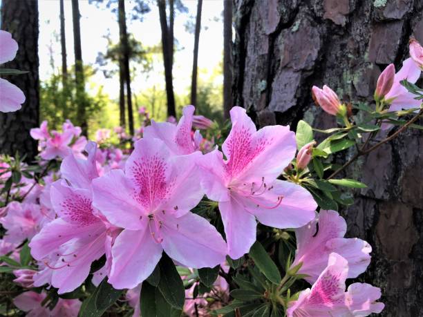 istock Azalea Flower Blooming in the Garden 1216985711