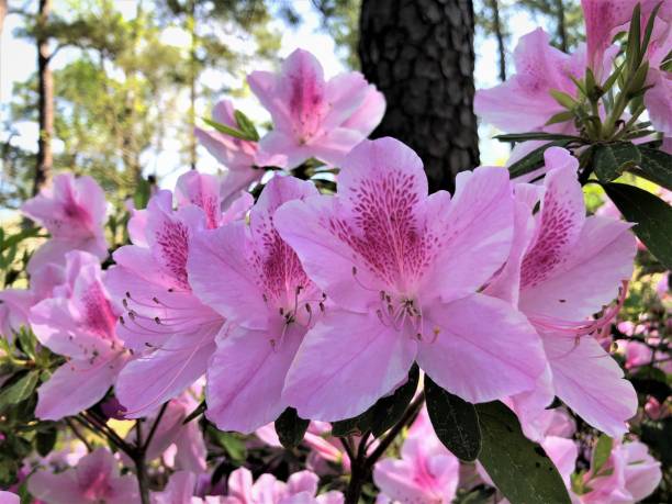 istock Azalea Flower Blooming in the Garden 1216985747