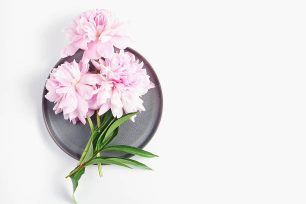 istock beautiful fresh cut peony flowers lie on a gray dish. minimalistic composition on a white background, flat lay 1216985790