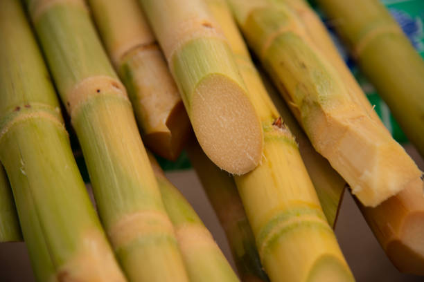 zuckerrohr - cut sugar cane stock-fotos und bilder