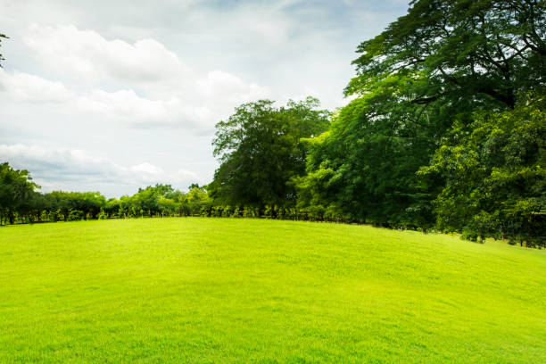 istock Green lawn with large courtyard, the morning sun 1216987155