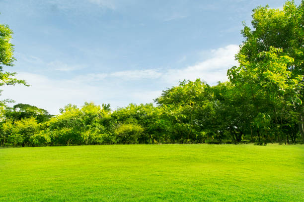 istock Green lawn with large courtyard, the morning sun 1216987186