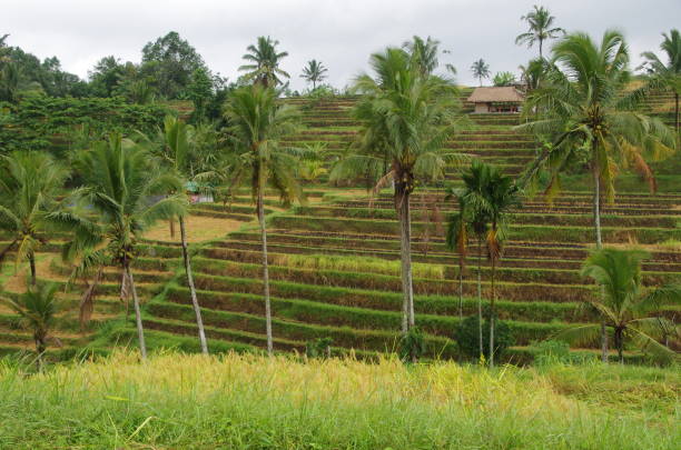 istock Jatiluwih rice fields in Indonesia 1216987503