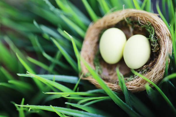 istock Bird's nest with eggs. Willow branches and first greens. Easter background. Palm Sunday. Christian holiday. Spring background. 1216989008