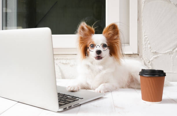 Work from home concept. working dog. Cute dog is working on a silver laptop with a cup of coffee. Dog breed : Continental Toy Spaniel Papillon. stock photo