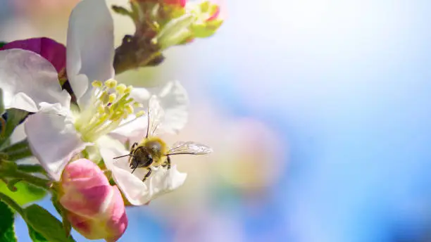 Photo of Beautiful apple tree blossom with a bee foraging.