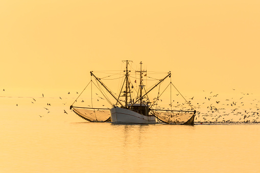 Fishing Boat with nets and swarm of seagulls at sunset, North Sea, Schleswig-Holstein Wadden Sea National Park, Germany