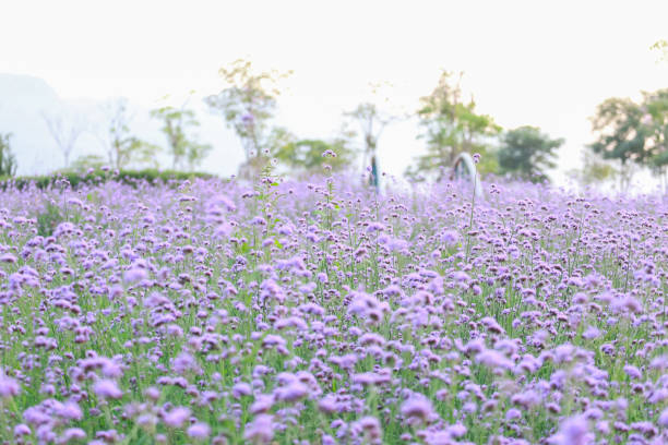 istock Puple flower natural color background 1216991315