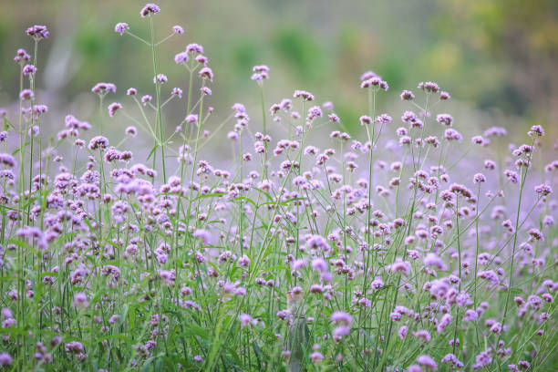 istock Puple flower natural color background 1216991581