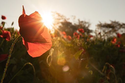 Red poppy flower in sunrise light with a sun flare.