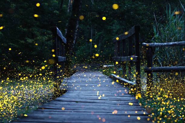 glühwürmchen fliegen über eine holzbrücke - leuchtkäfer stock-fotos und bilder