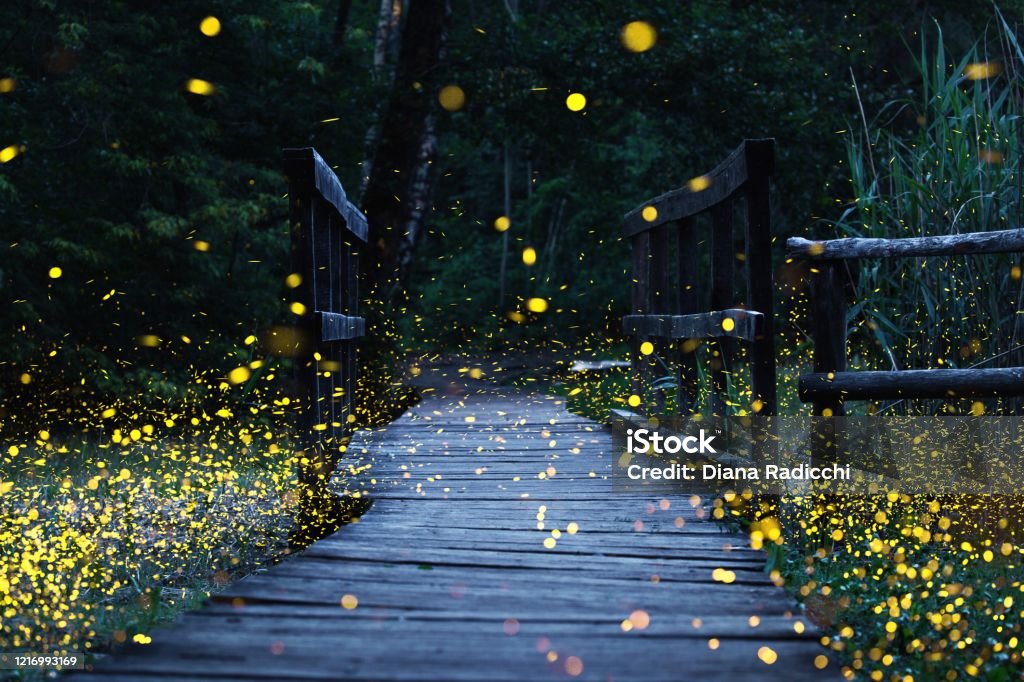 Fireflies flying over a wooden bridge A summer night in a natural reserve in Switzerland Firefly Stock Photo