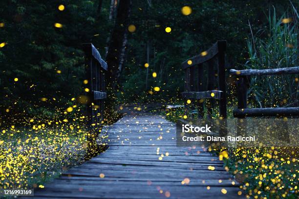 Fireflies Flying Over A Wooden Bridge Stock Photo - Download Image Now - Firefly, Nature, Forest
