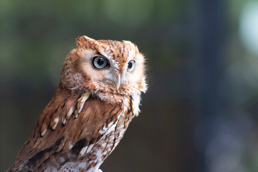 a small eastern screech owl with copy space