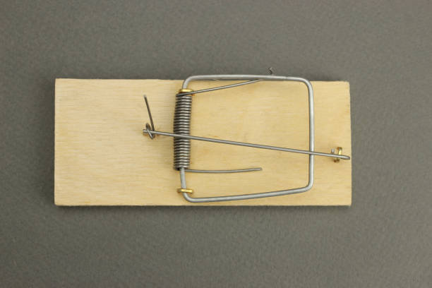 istock Empty wooden mousetrap on a gray background 1216993260