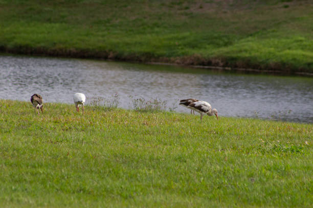 a group of herons or egrets have a snack on a grassy lawn