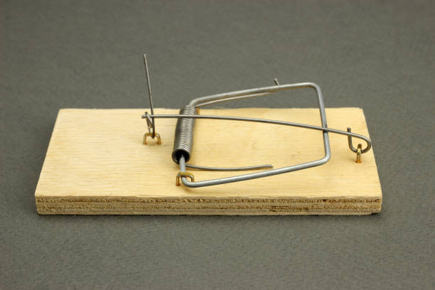 istock Empty wooden mousetrap on a gray background 1216993359