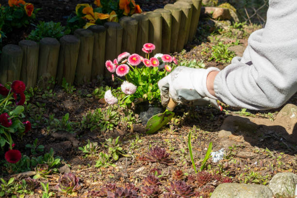 istock Planting flowers in the spring. 1216993615