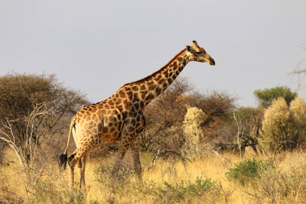 istock beautiful giraffe head - Namibia Africa 1216994650