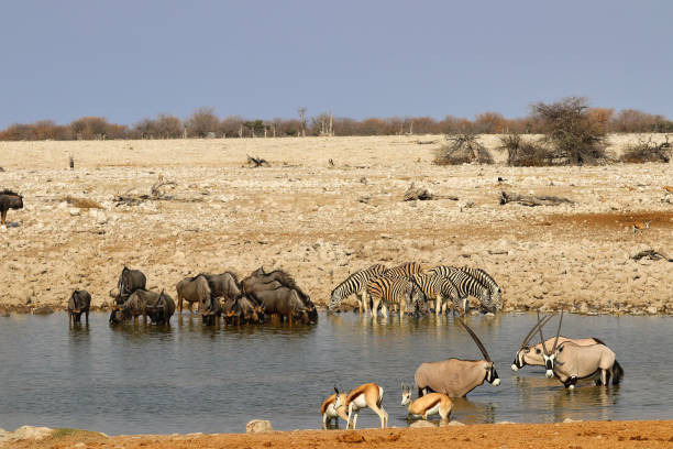 istock Gemsbok (Oryx gazella) at the waterhole - Namibia Africa 1216994656