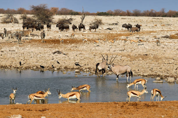 istock Gemsbok (Oryx gazella) at the waterhole - Namibia Africa 1216994667