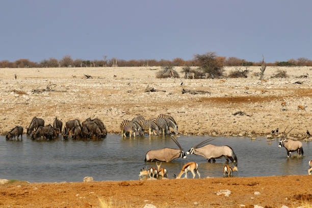 istock Gemsbok (Oryx gazella) at the waterhole - Namibia Africa 1216994759