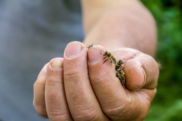 istock Bees in hand of a beekeeper 1216994787