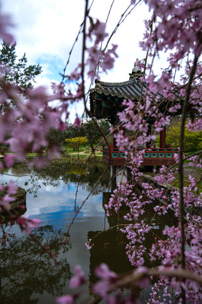 istock Japanese shrine with blooming flower 1216994910