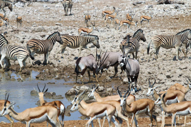 istock Gemsbok (Oryx gazella) at the waterhole - Namibia Africa 1216995106