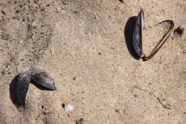 istock Two open shells of a mussel on the beach. 1216995184